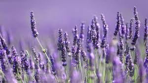 Lavender oil - Our Protect Range - The Science - BePurer